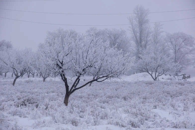 an image of a foggy snowy field with trees