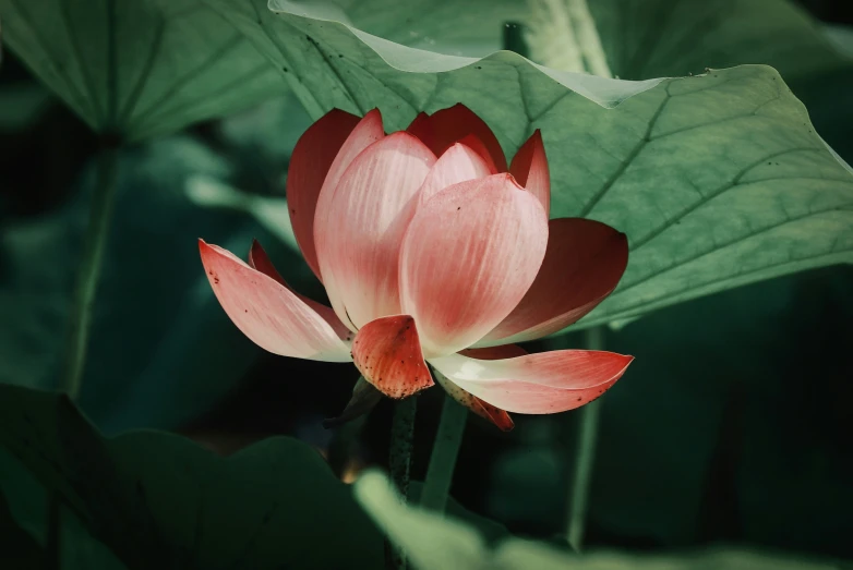 a close up view of a lotus flower in the light