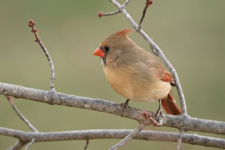 a small bird perched on top of a nch