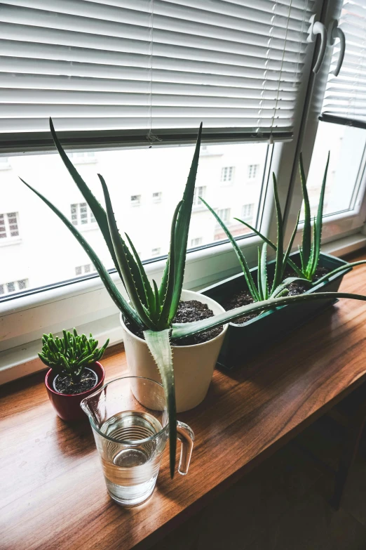 an image of a window sill with two succulents in it