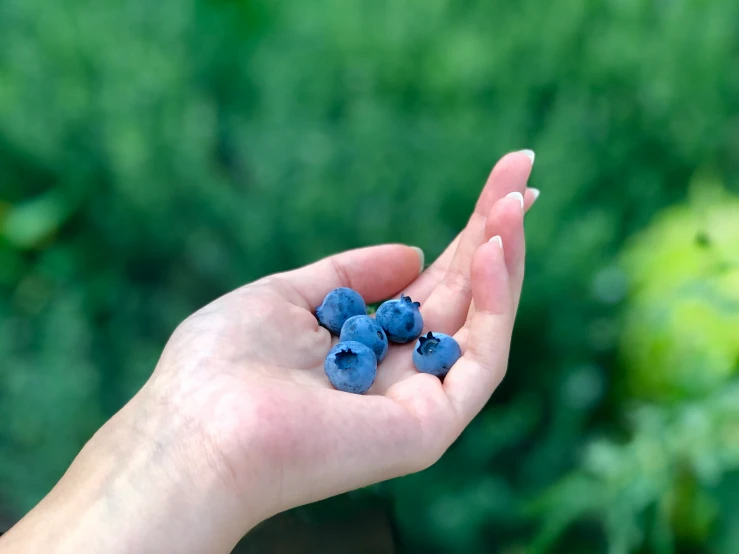 someone holding small blue flowers in their left hand