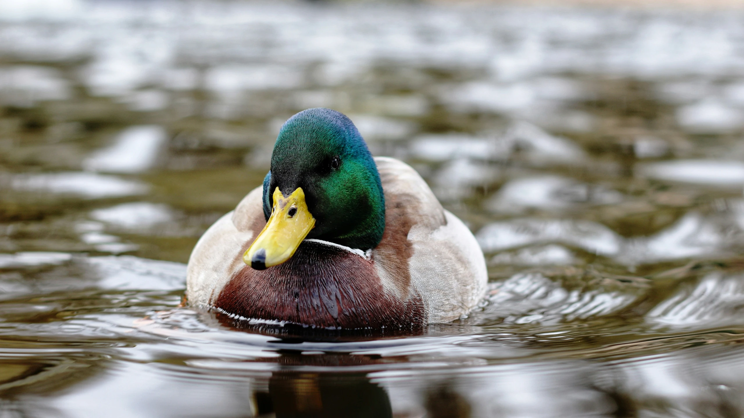 a duck swimming on top of water in a pond
