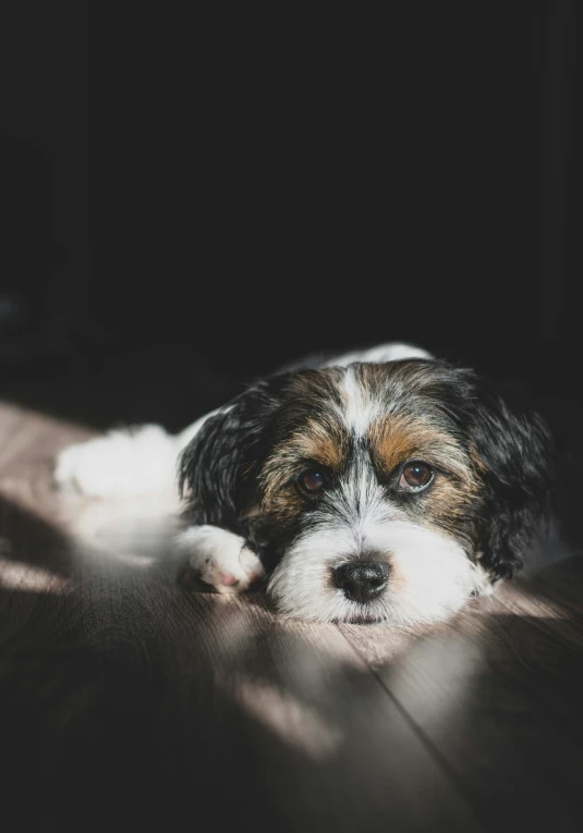 a small dog lays down in the sun