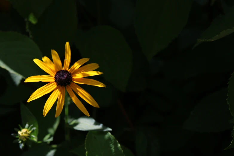 there is a small yellow flower that is close to green leaves