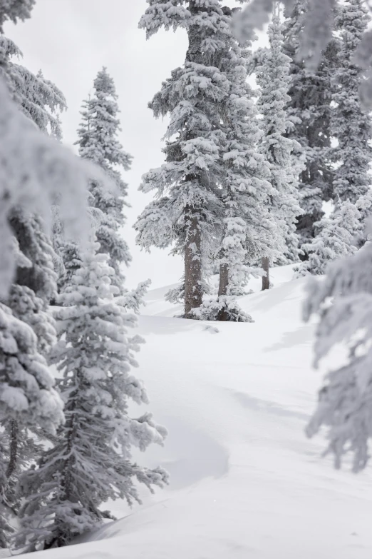 a po of trees covered in snow on a hillside