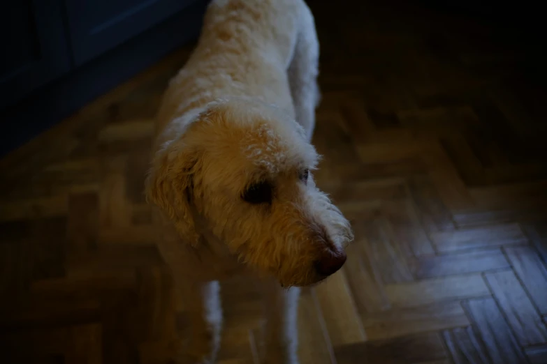 the white dog stands on an unlit wooden floor