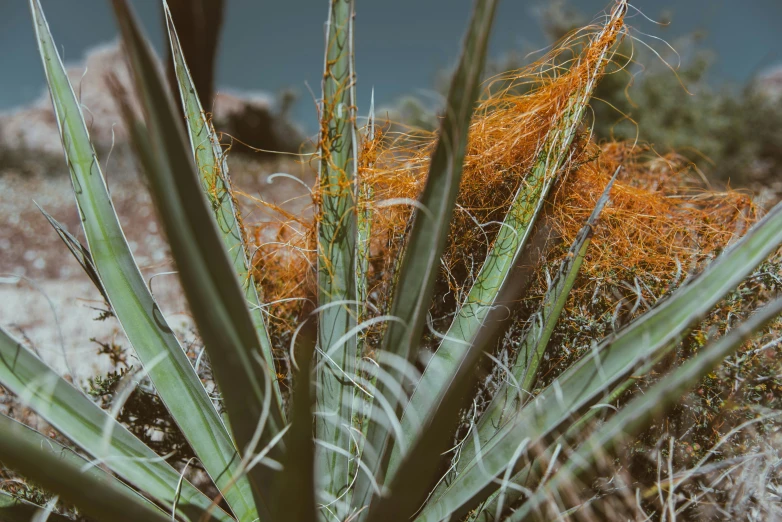 a very nice looking cactus with lots of leaves