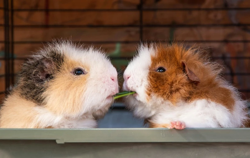 two small guinea pigs sitting next to each other