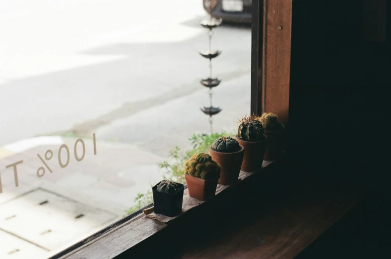 the window is near a planter with some cacti on it