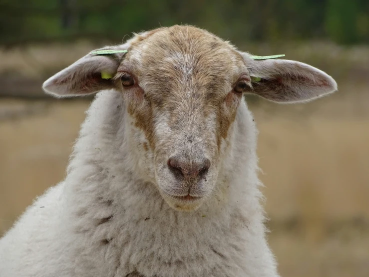 a close up of a goat wearing two leaves on its head