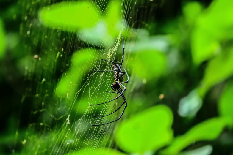 the spider sits in its web between two green leaves