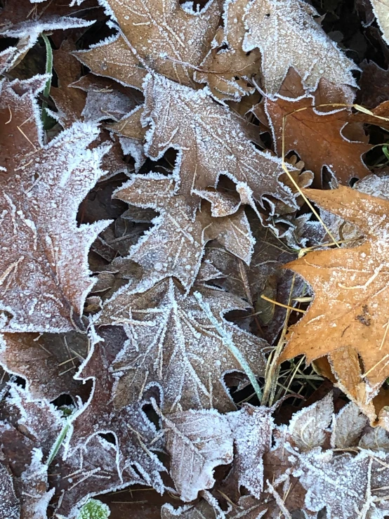 some frozen leaves laying on the ground in the rain