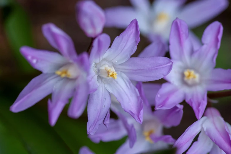 small purple flowers blooming together in the ground