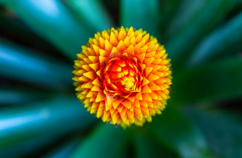 the top view of a very green and yellow flower