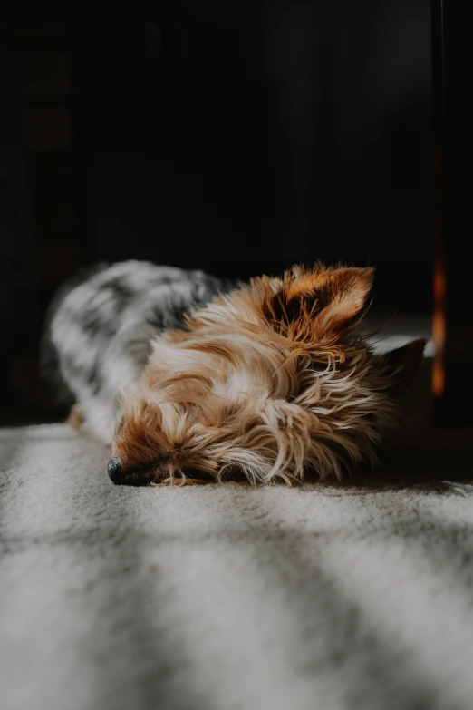 a small dog curled up on the floor with his eyes closed