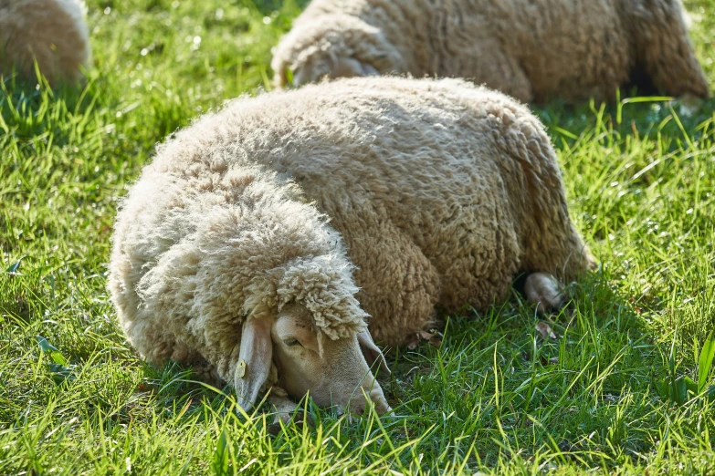 three sheep laying down eating grass on the side of a field
