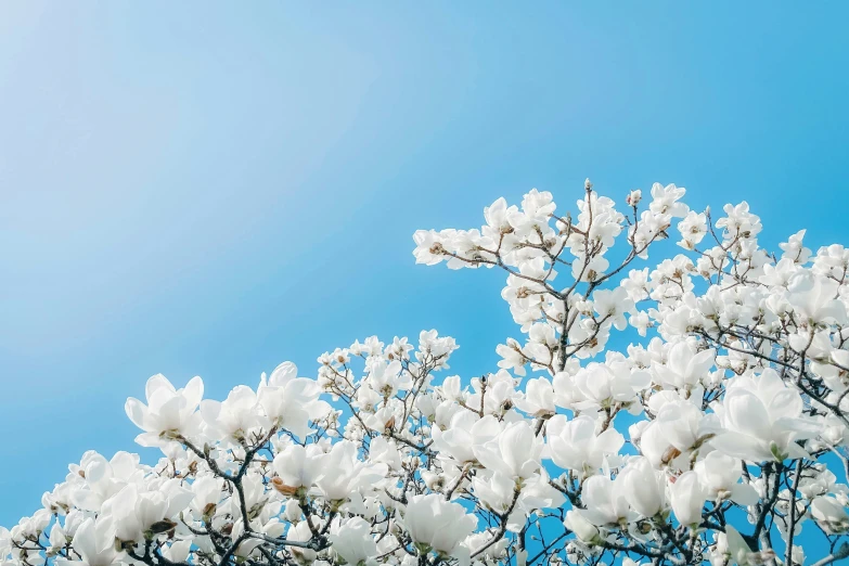 a bunch of flowers that are blooming outside