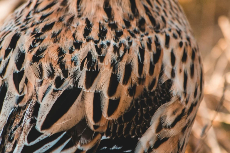 closeup of the wing pattern on a hawk