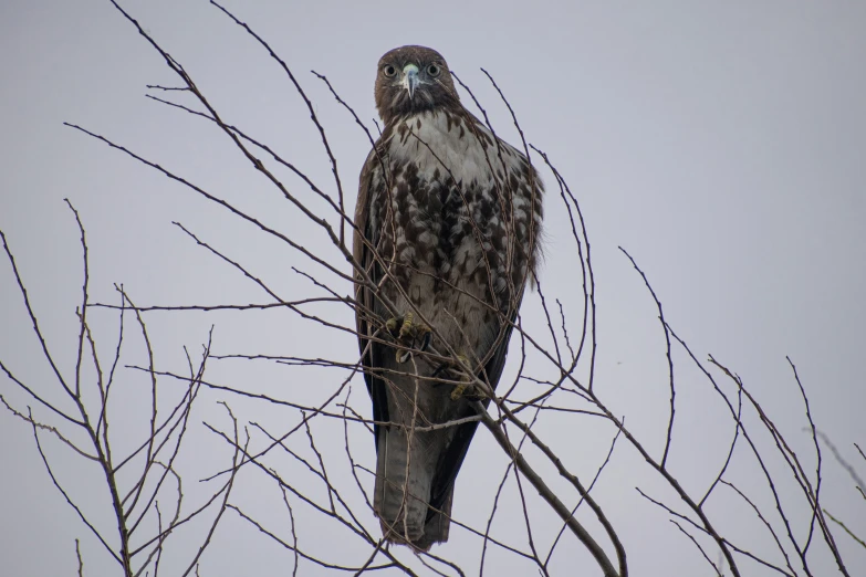 a bird that is perched on a nch