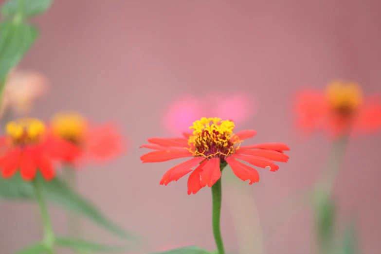 a picture of a red and yellow flower