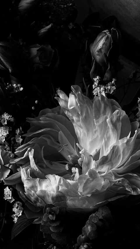 black and white image of flowers on a shelf