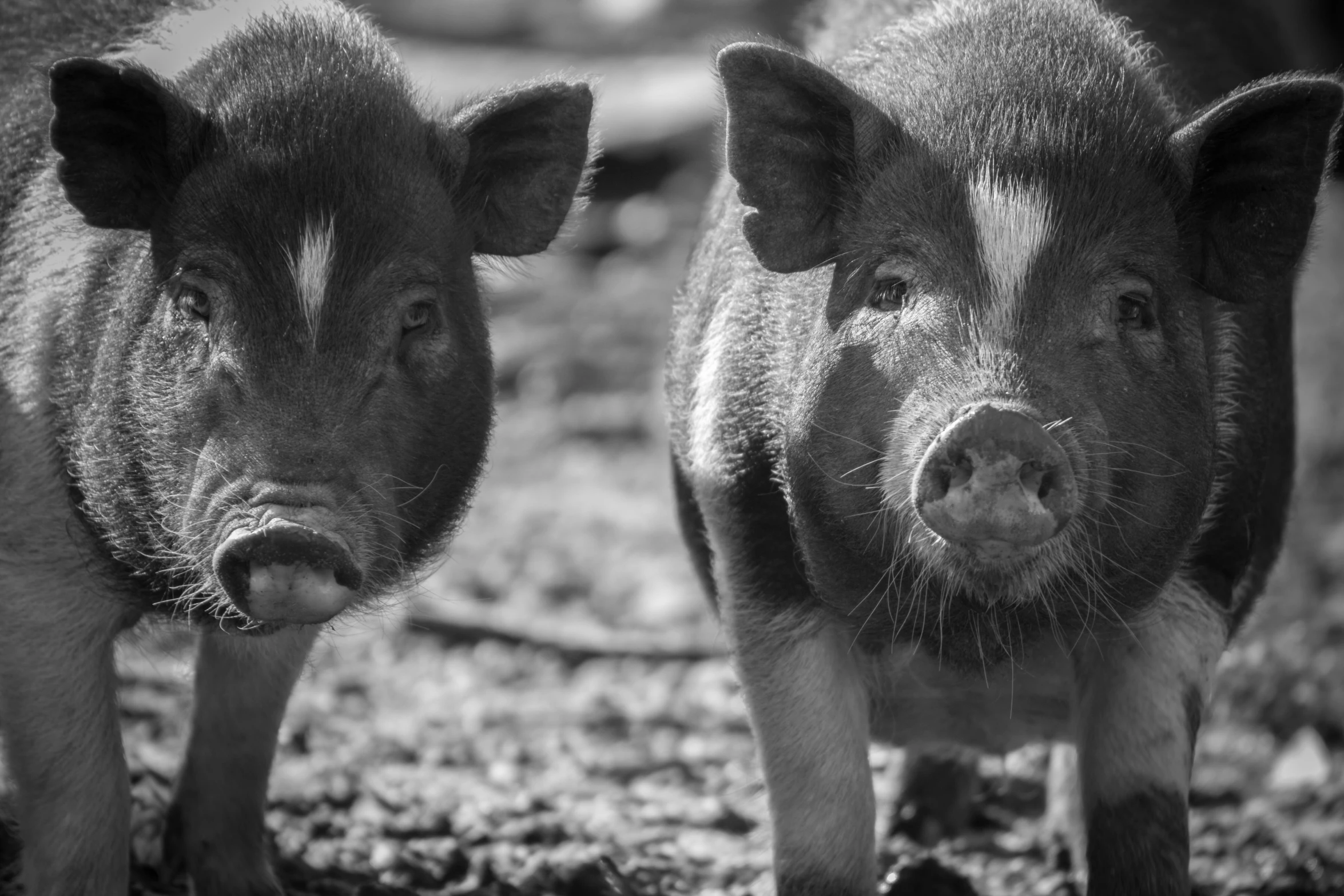 two small pigs are standing in a field