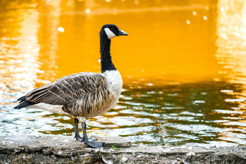 a goose standing by a lake in front of some water