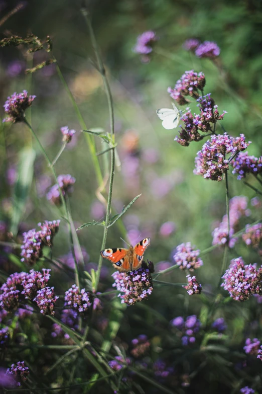 a erfly in the middle of purple flowers