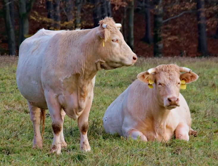 the two cows are sitting in a field