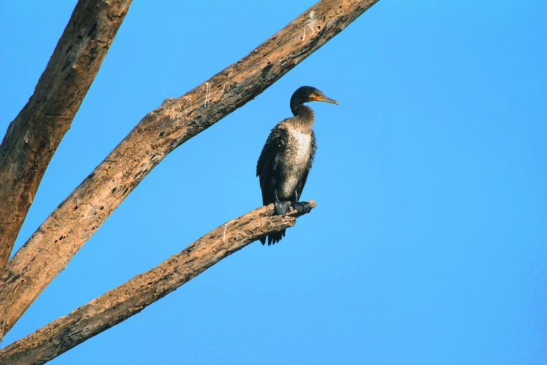 a bird with long beak sitting on top of a tree