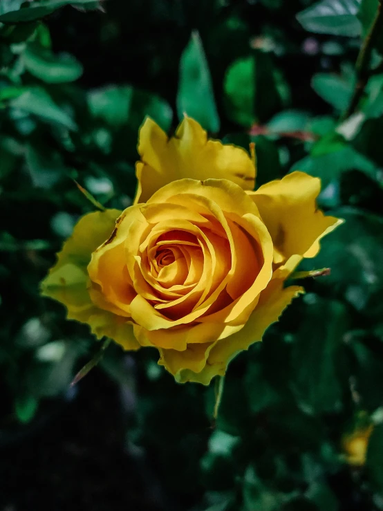 a close up view of a yellow flower