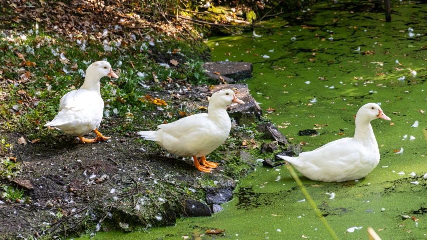 three ducks sitting on a green patch of moss