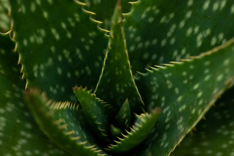 close up of a green leafy plant with white spots