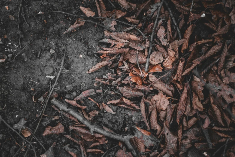 a bunch of leaves that are sitting on the ground