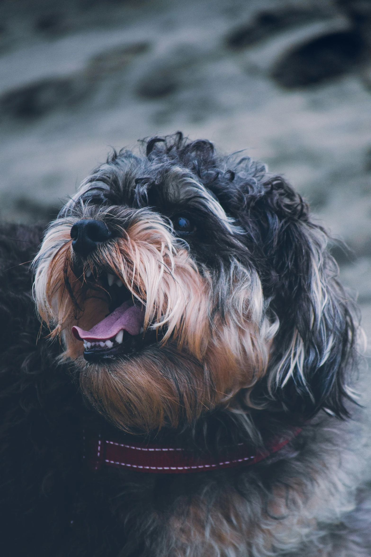 a small black dog with a happy look