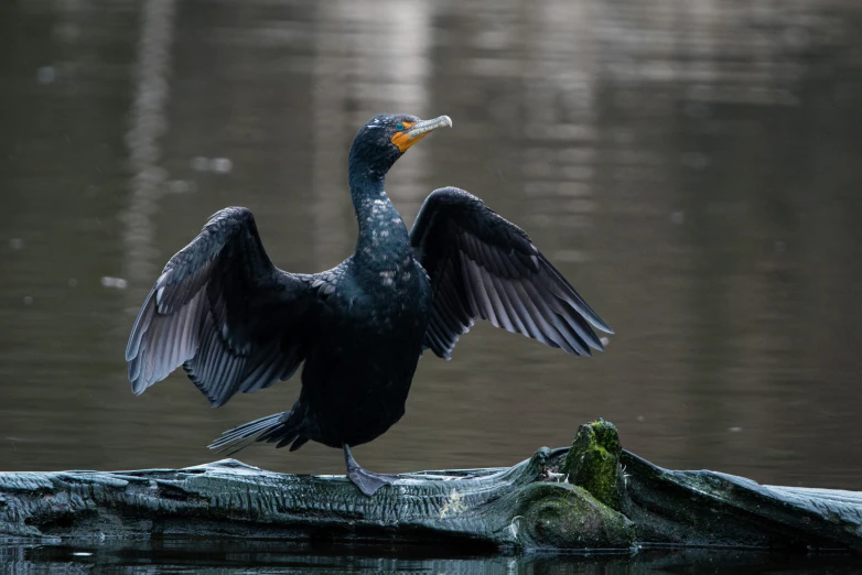 the bird is spreading its wings and standing on a log in the water