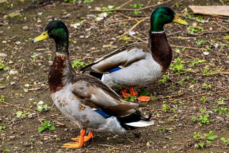 two duck standing next to each other on the ground