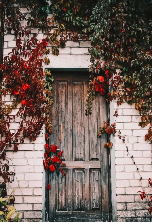 the wooden door to the old building is surrounded by ivy