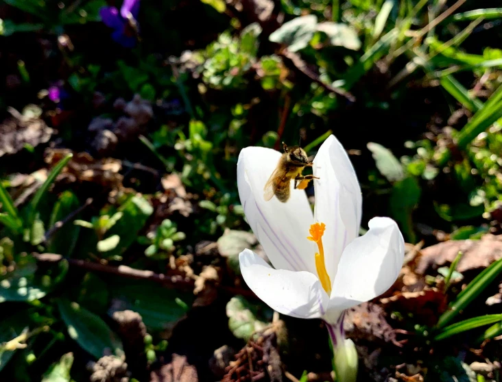 a bee sitting on the inside of a flower