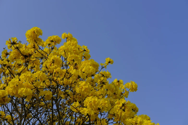 yellow flowers against a blue sky with no clouds