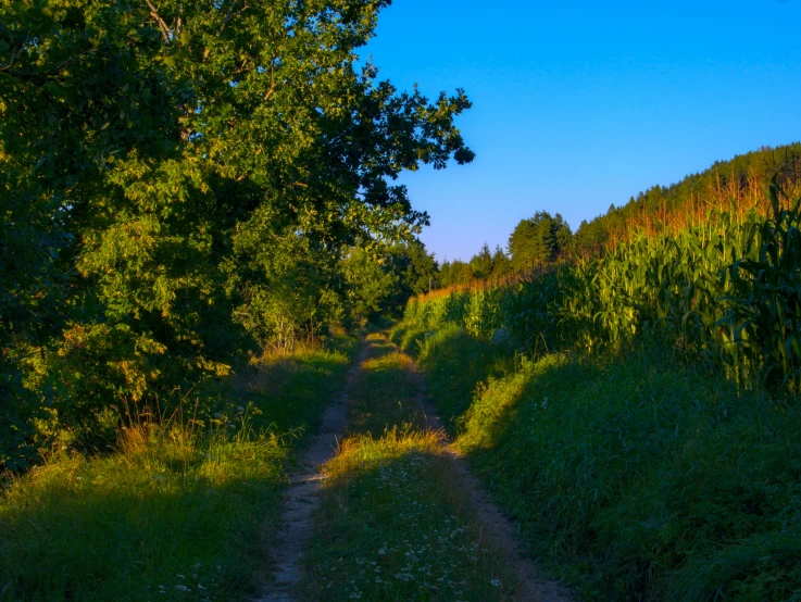 an open road is surrounded by the woods