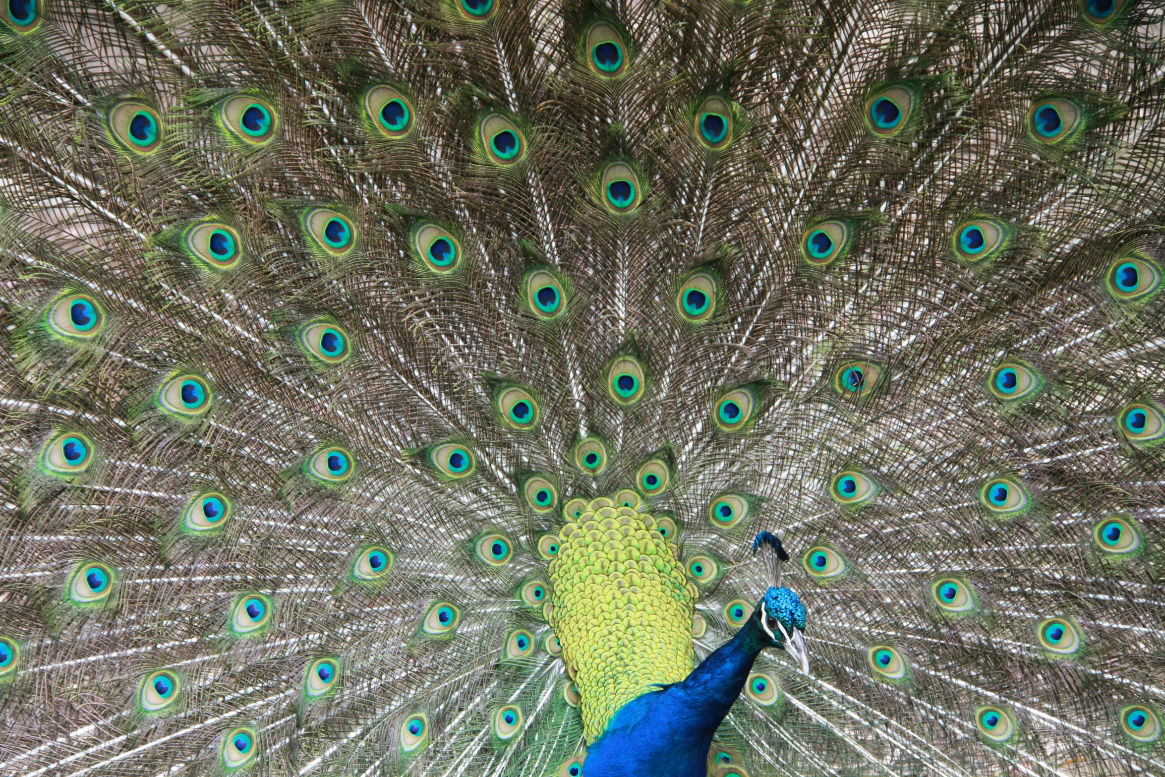 a peacock with it's feathers spread and its tail fully extended