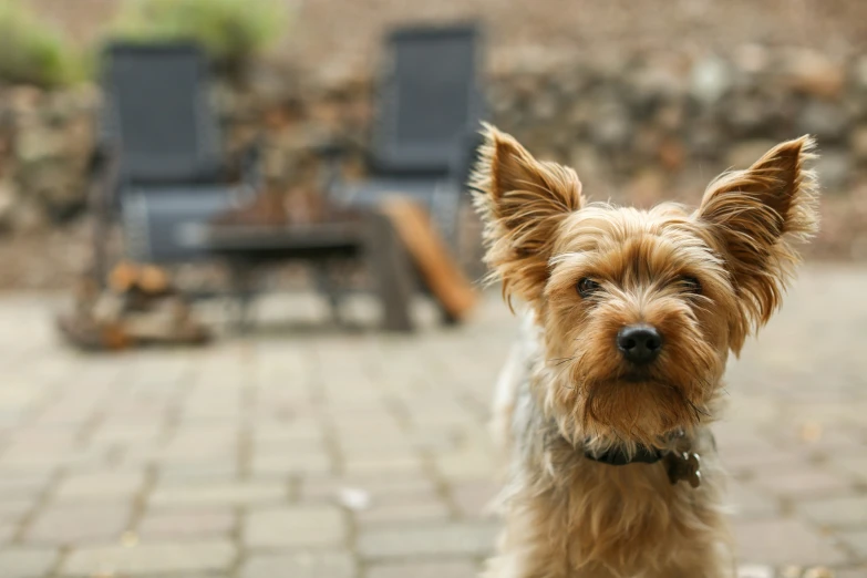 the small dog has a leash around his neck