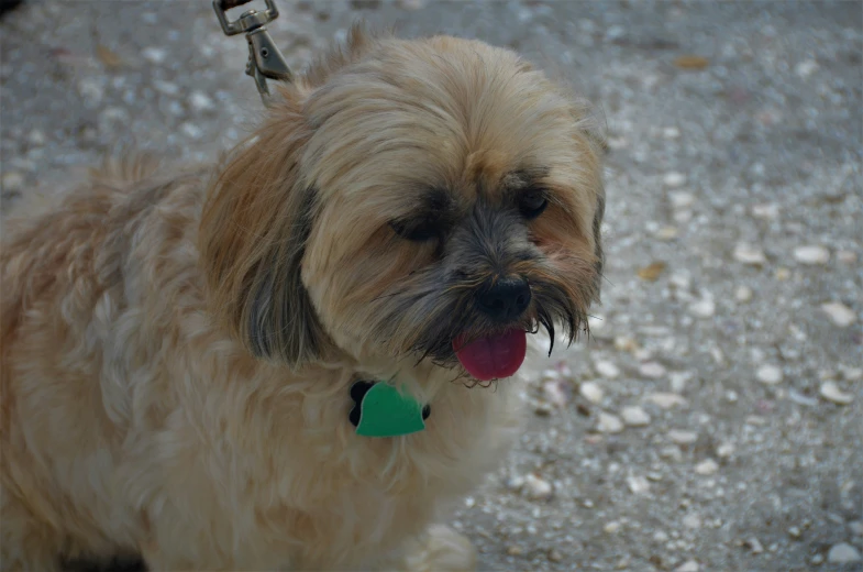 a small dog is outside with it's tongue out and has his mouth open and it is looking