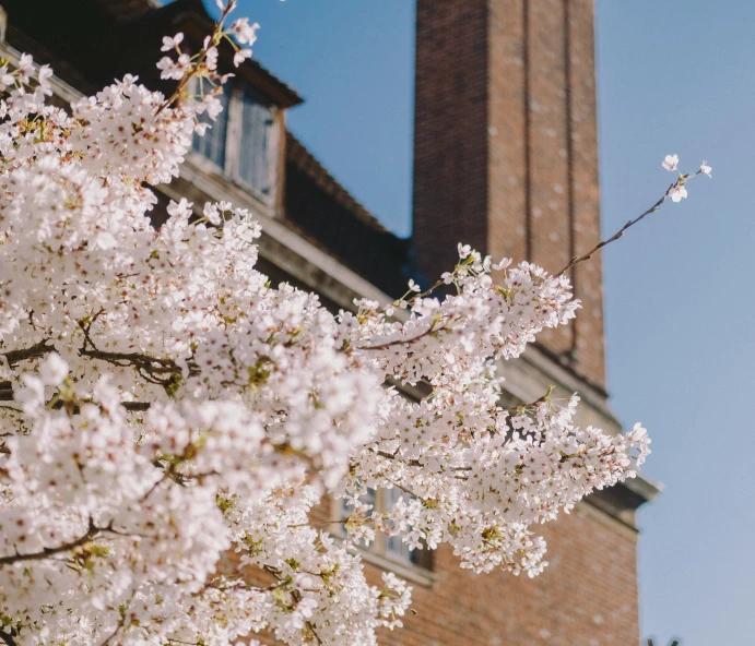 a tree with white flowers in front of a tall building