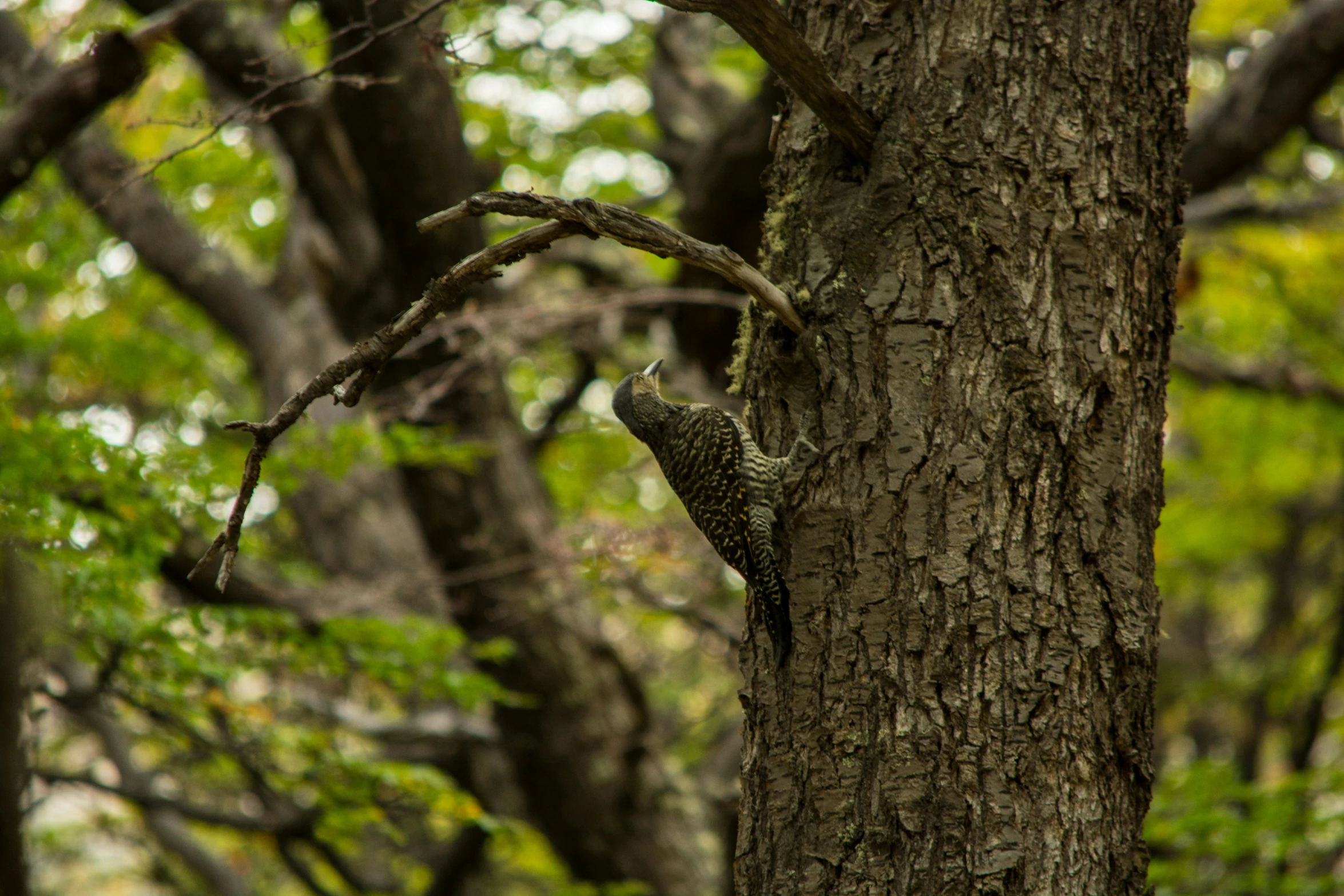 an adult lizard climbing a tree trunk in the woods