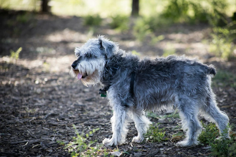 a gray dog with an open mouth walking in the woods