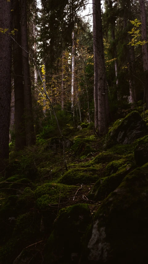 a black and white po of a forest