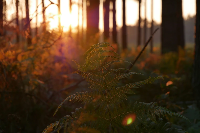 this is the view of a forest with sunrise in the background