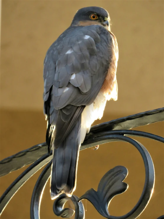 a grey and white bird sitting on a wrought iron fence